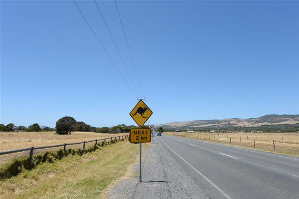 Kangaroo road hazard sign